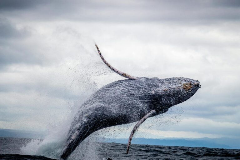 Whale Watching in South Africa: A Journey into the Deep