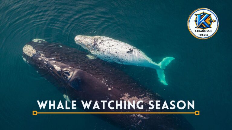 A Whale of a Time in Mossel Bay: Spotting Snow White and Snowflake