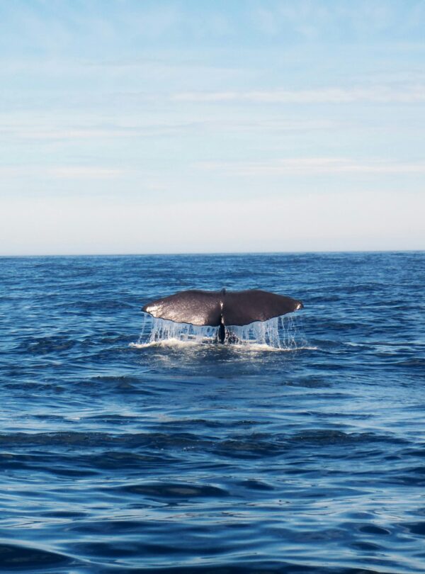 pexels-stefanie-klenner-356298-4786532