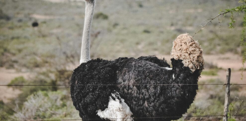 pexels-thefullframefox-2539606-12035851