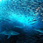 The Sardine Run: South Africa’s Greatest Shoal Show!