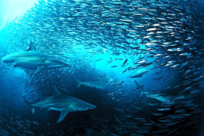 The Sardine Run: South Africa’s Greatest Shoal Show!